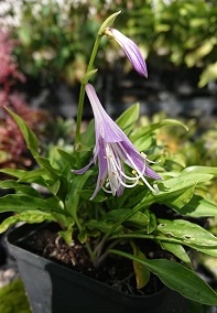 Hosta kikutii yakusimensis - 8cm pot